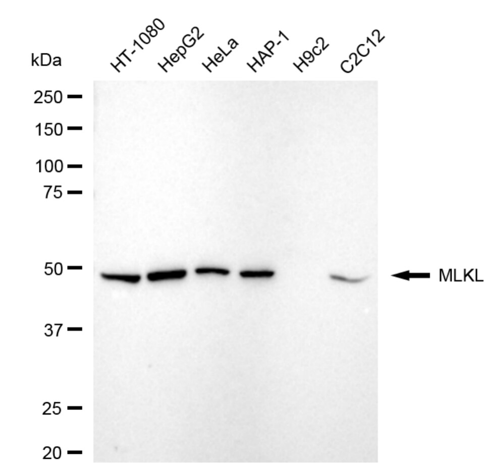 MLKL Antibody (24GB4620)
