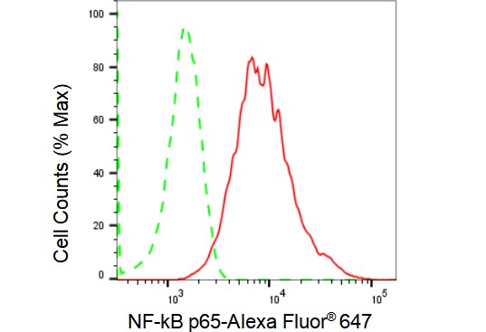RelA/NFkB p65 Antibody (23GB1490)