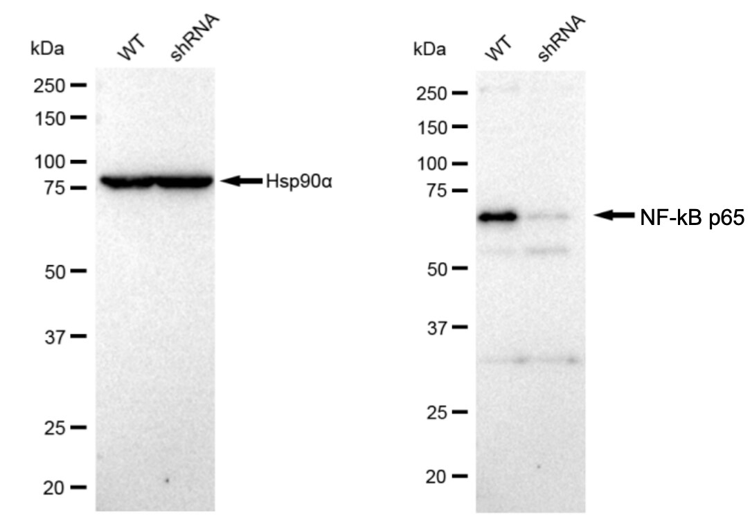 RelA/NFkB p65 Antibody (23GB1490)