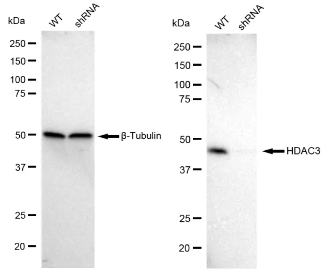 HDAC3 Antibody (23GB860)