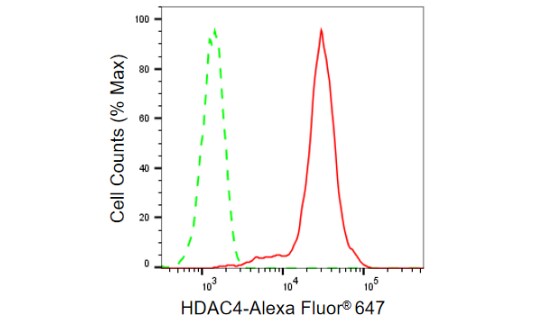 Histone Deacetylase 4/HDAC4 Antibody (23GB865)