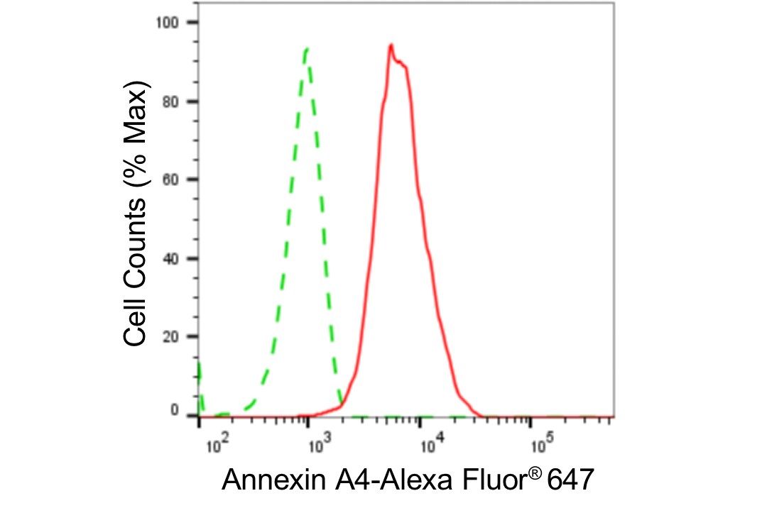 Annexin A4 Antibody (24GB4715)