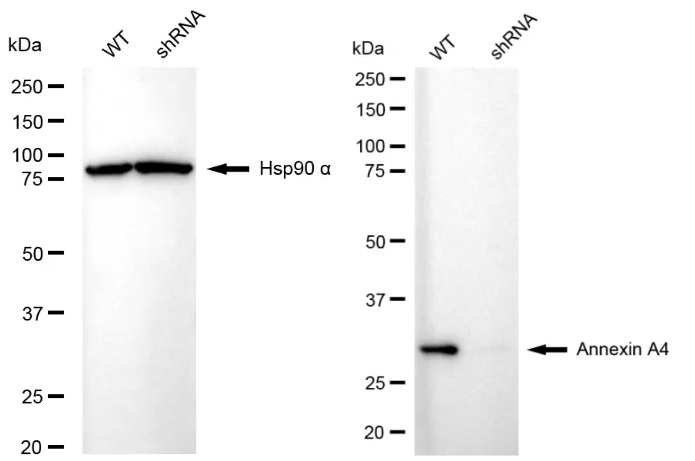 Annexin A4 Antibody (24GB4715)
