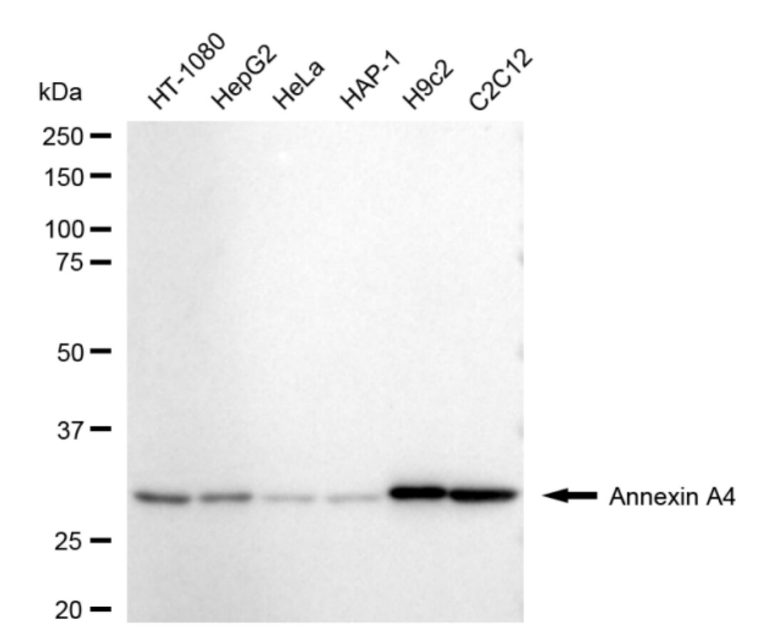 Annexin A4 Antibody (24GB4715)