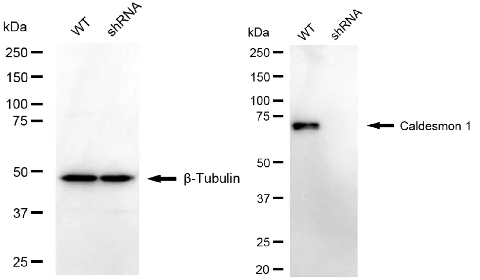 Caldesmon/CALD1 Antibody (24GB4735)