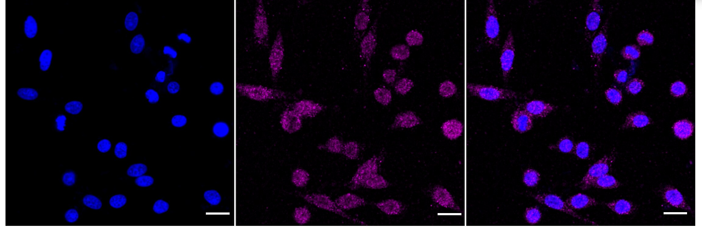 Caspase-8 Antibody (24GB4740)