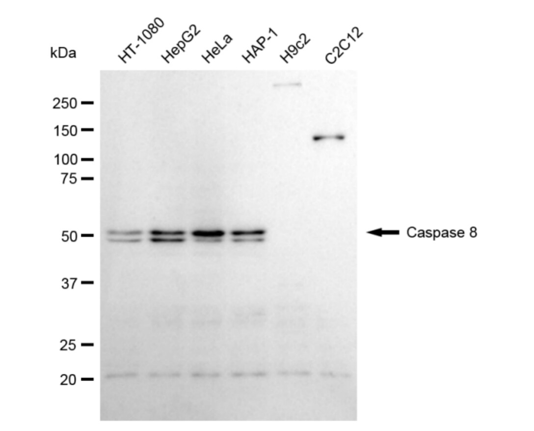 Caspase-8 Antibody (24GB4740)