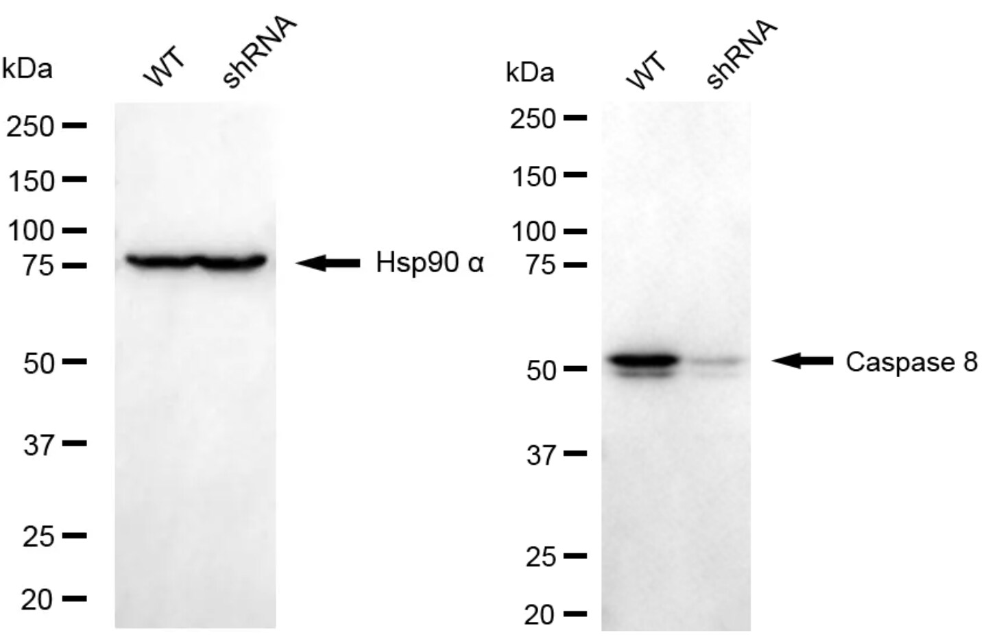 Caspase-8 Antibody (24GB4740)