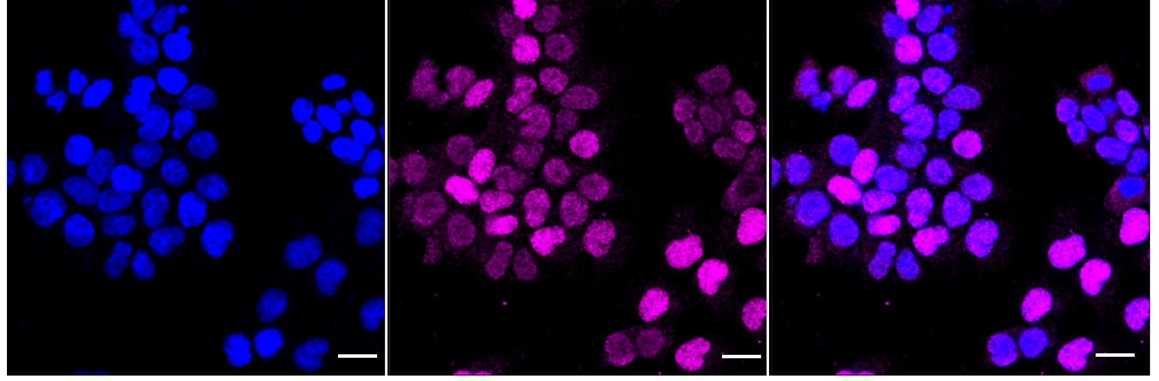 Cyclin E2 Antibody (24GB4750)