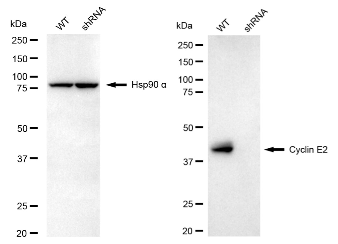 Cyclin E2 Antibody (24GB4750)