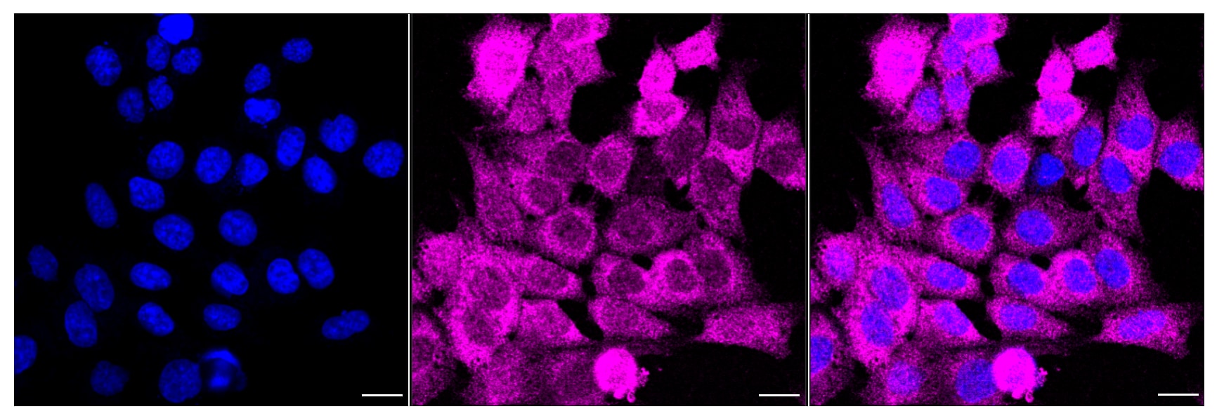 CDC123 Antibody (24GB4760)