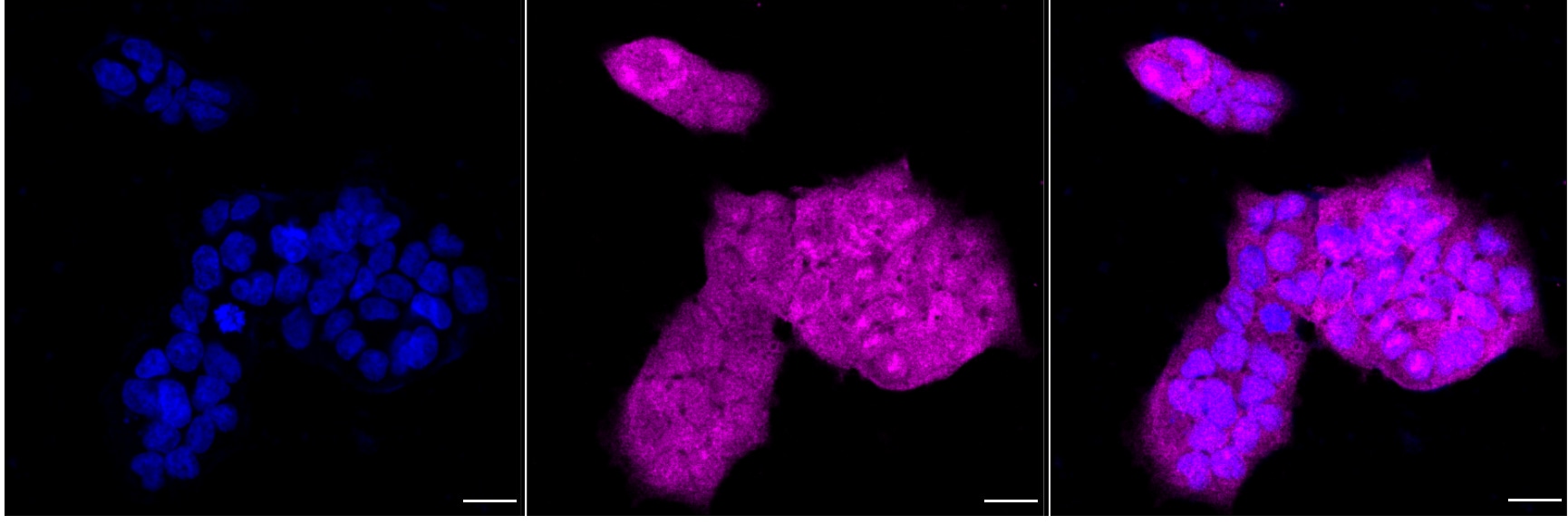 LIN-28B Antibody (24GB7210)