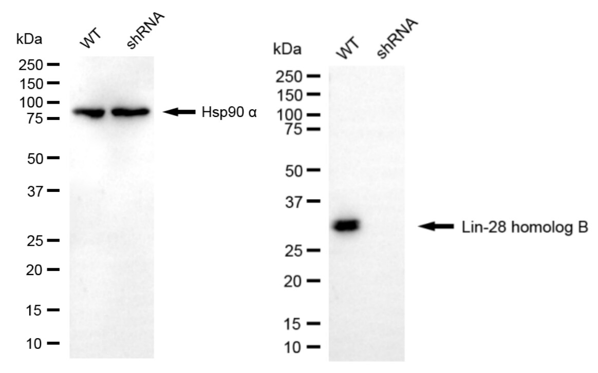 LIN-28B Antibody (24GB7210)