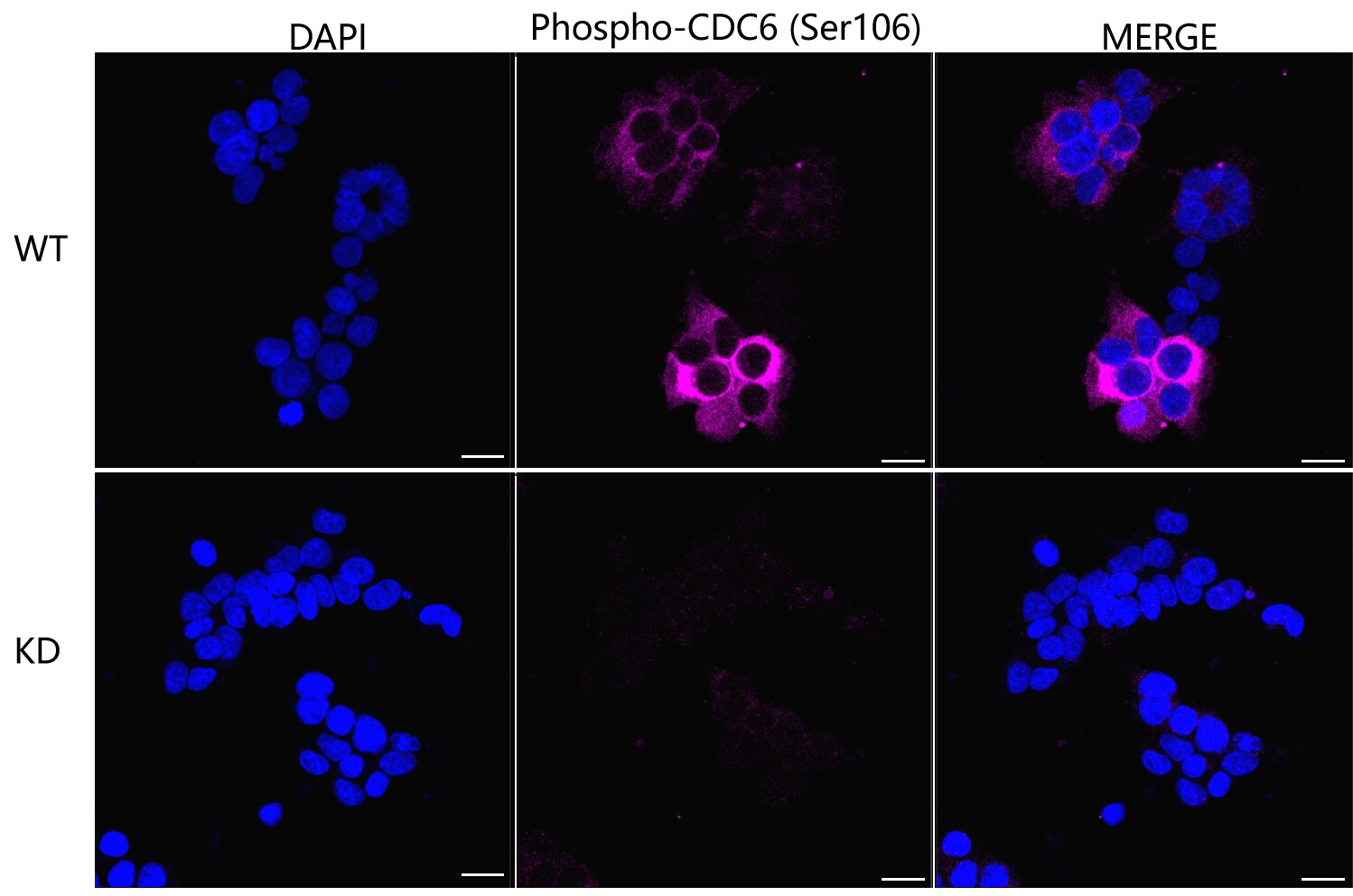 Cdc6 [p Ser106] Antibody (24GB4770)