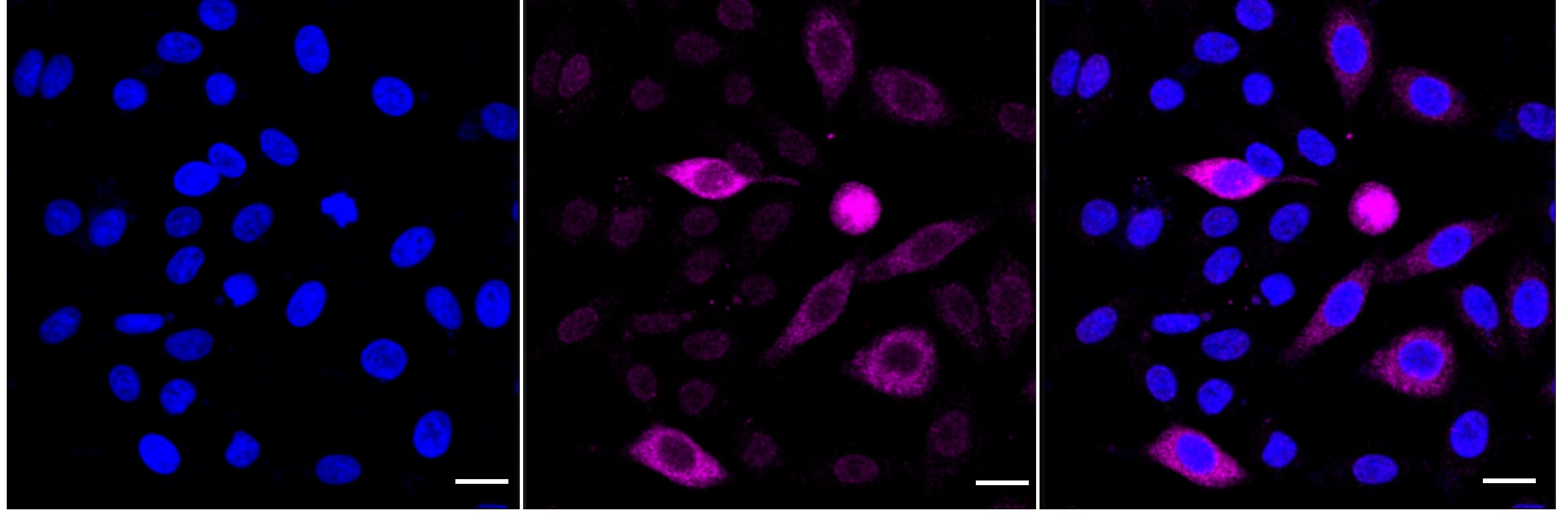 Cdc6 [p Ser106] Antibody (24GB4770)