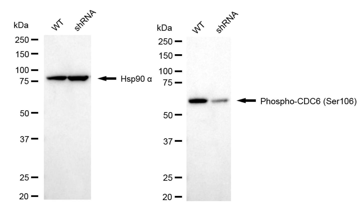 Cdc6 [p Ser106] Antibody (24GB4770)
