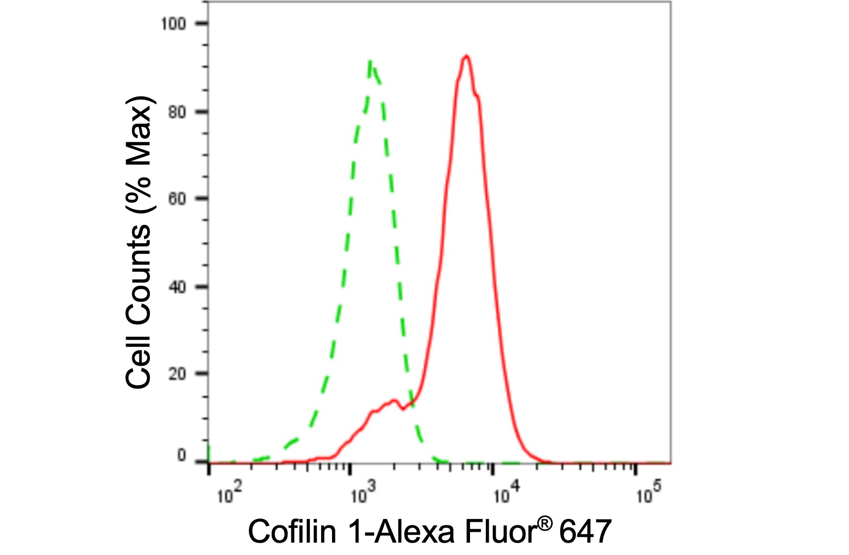 Cofilin Antibody (24GB4775)