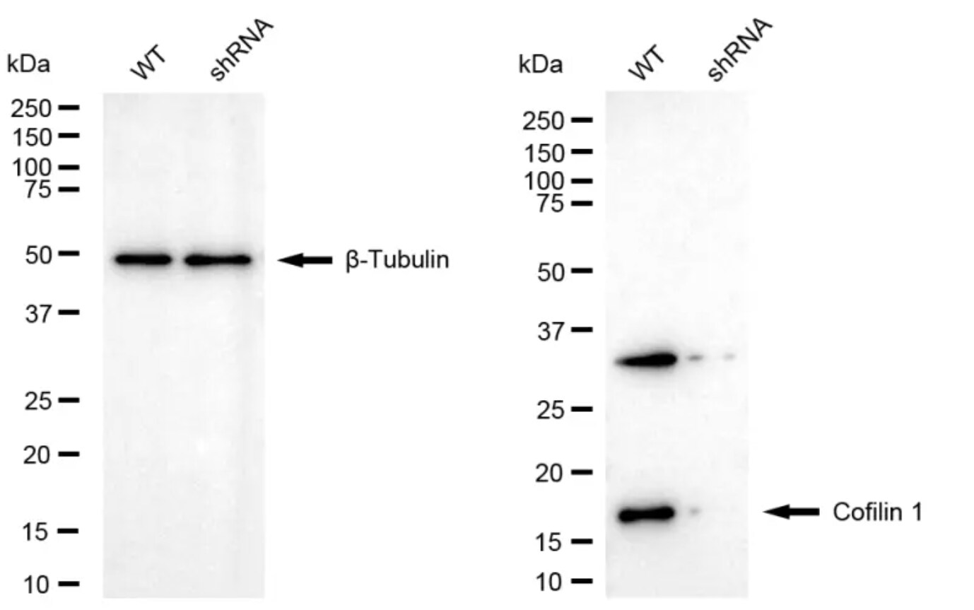 Cofilin Antibody (24GB4775)
