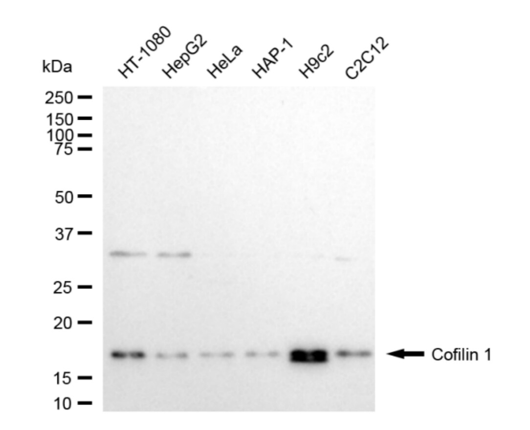 Cofilin Antibody (24GB4775)