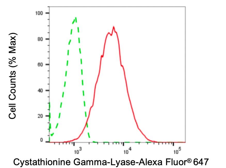 Cystathionase Antibody (24GB4795)
