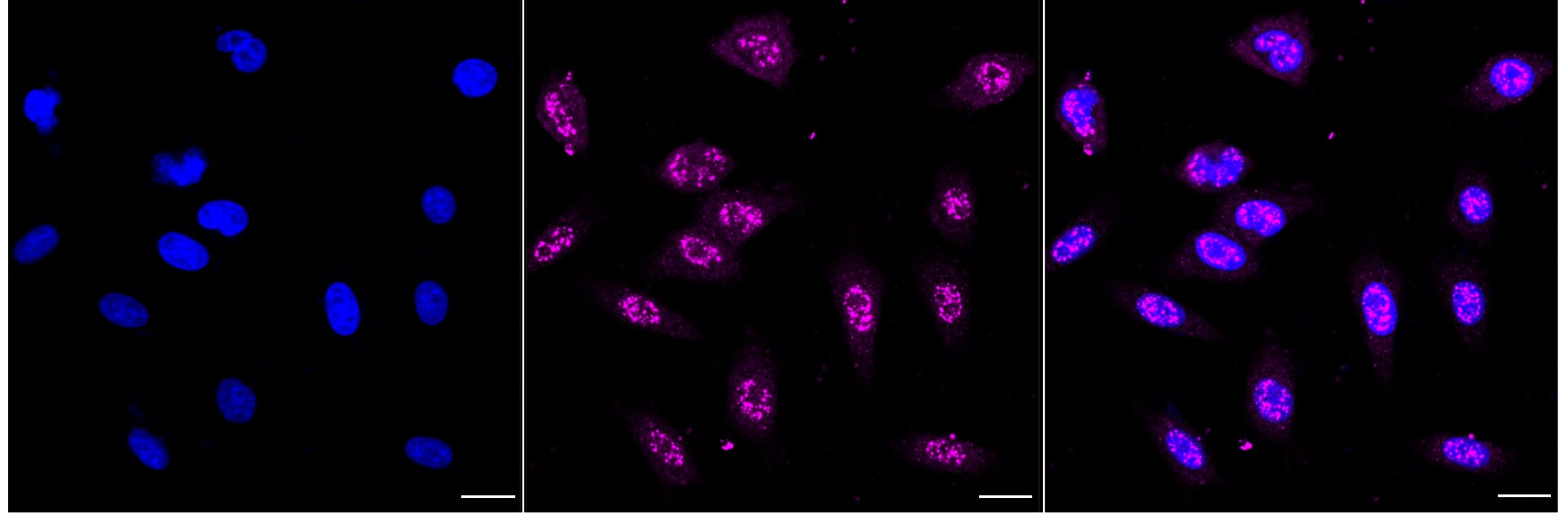 Cystathionase Antibody (24GB4795)