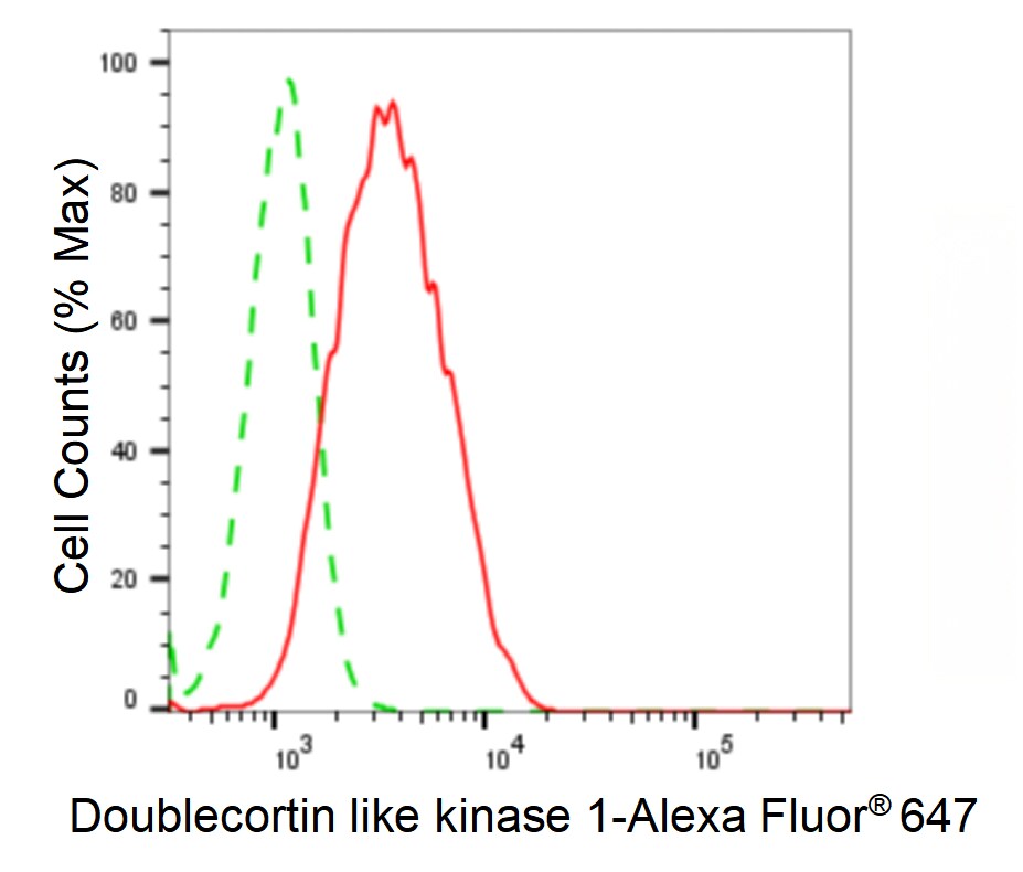 DCLK1 Antibody (24GB4805)
