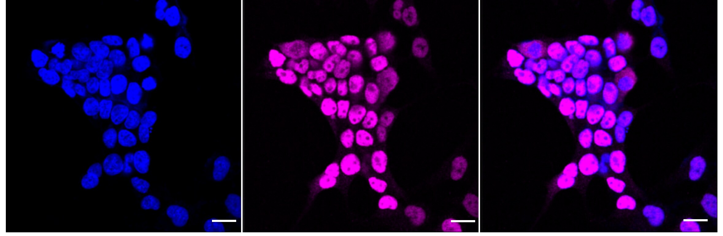 DFF45/ICAD Antibody (24GB4810)