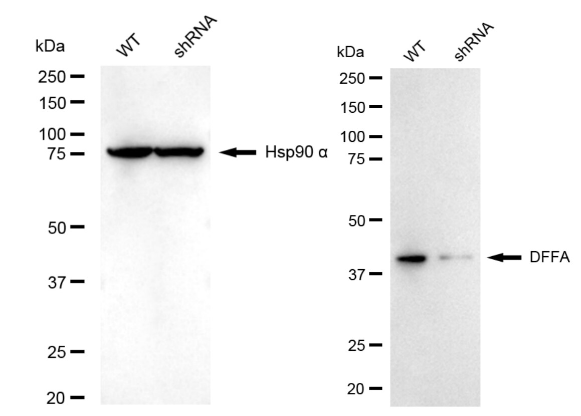DFF45/ICAD Antibody (24GB4810)