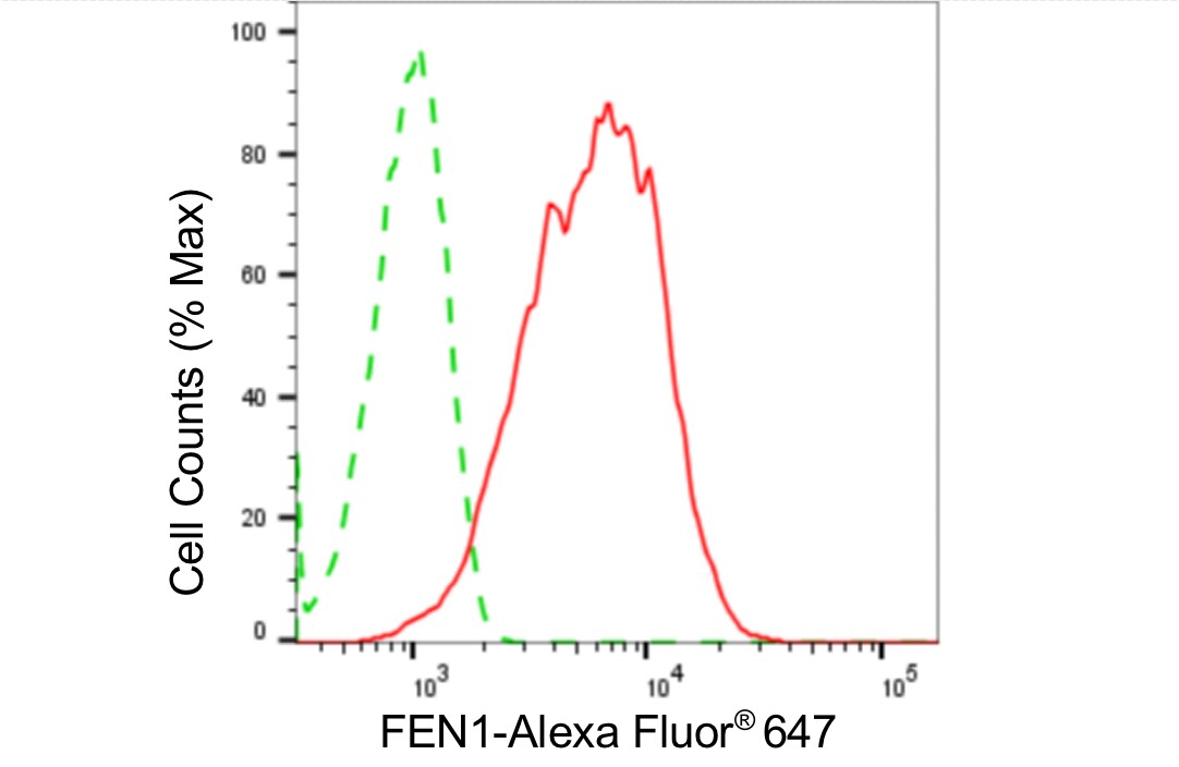 FEN-1 Antibody (24GB4835)