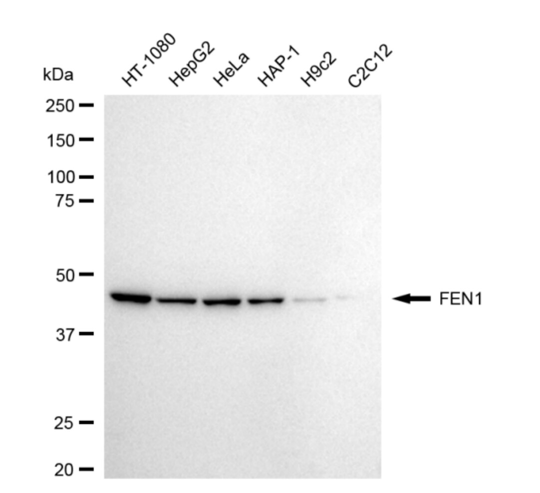 FEN-1 Antibody (24GB4835)
