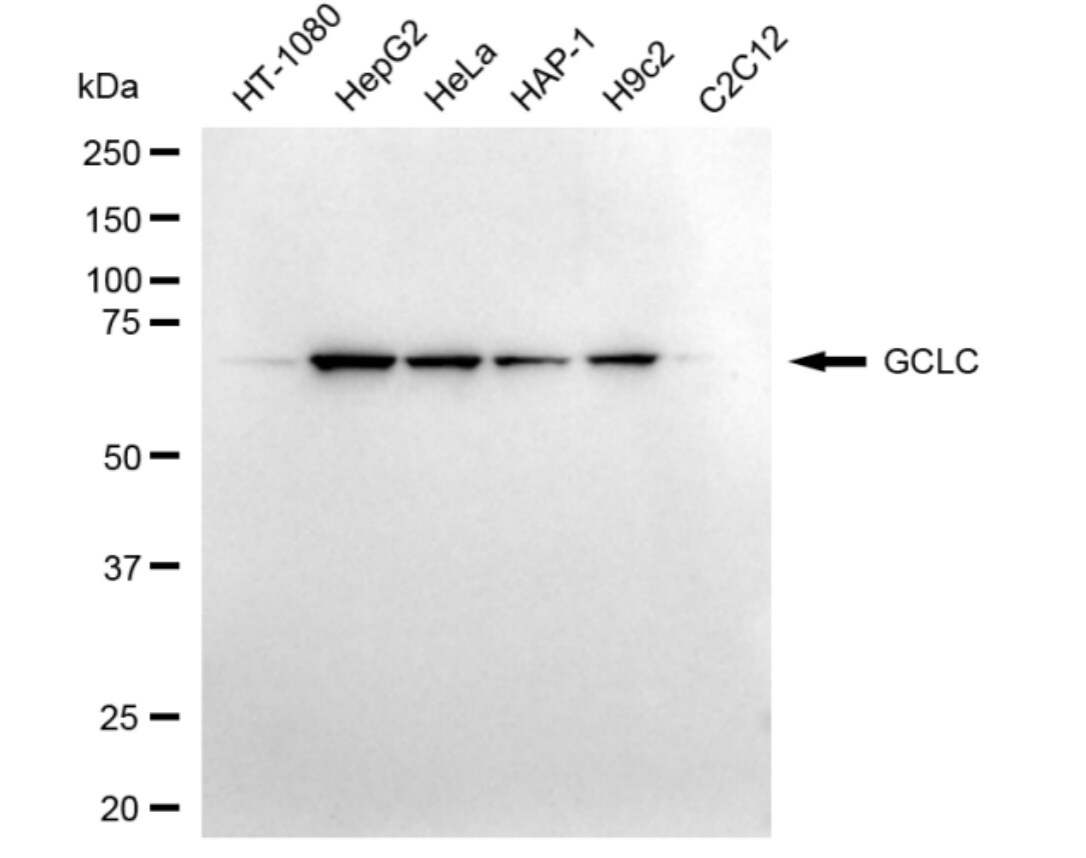 GCLC Antibody (24GB4860)
