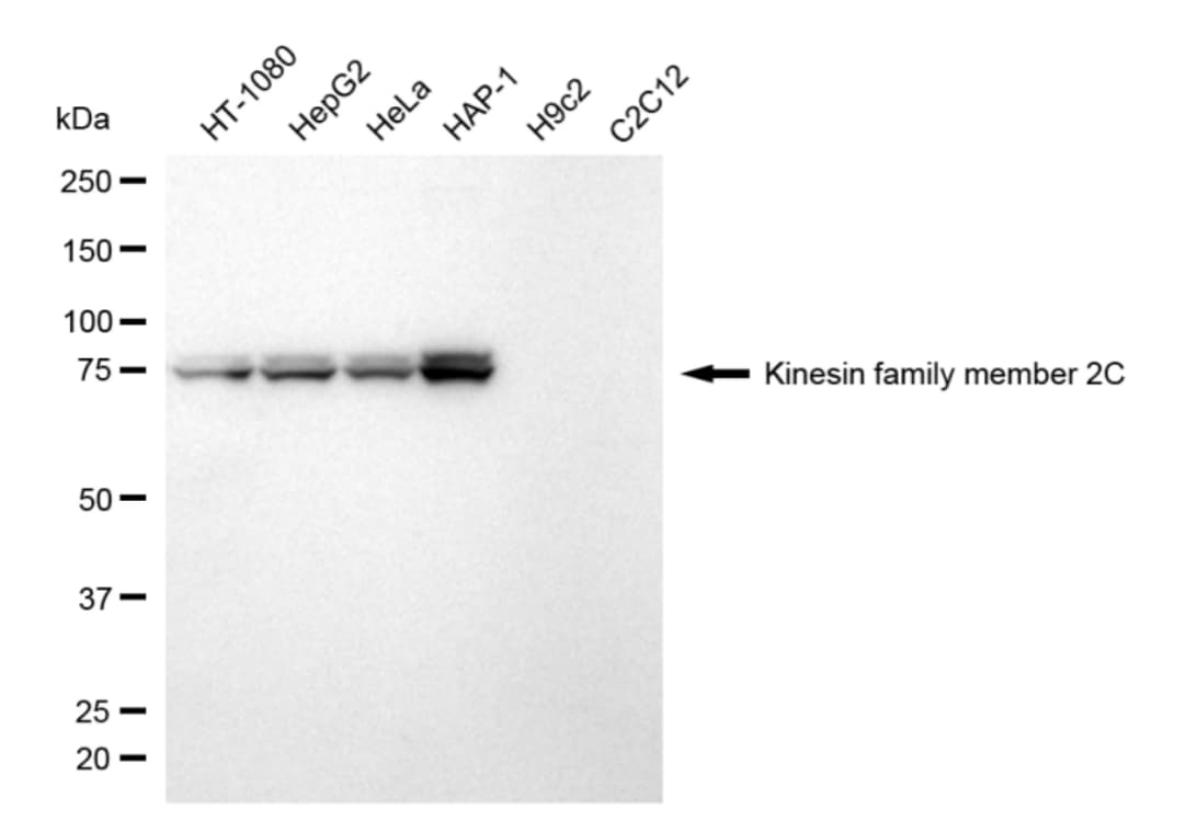 KIF2C Antibody (24GB4930)