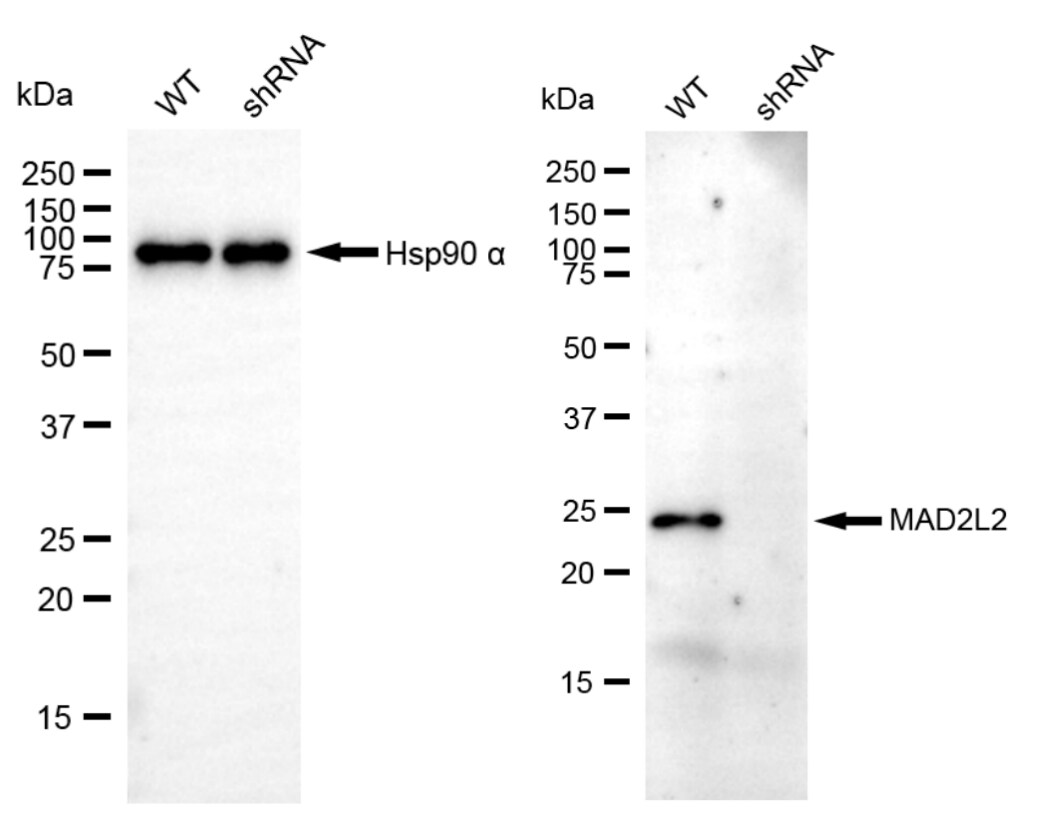 MAD2L2 Antibody (24GB4950)
