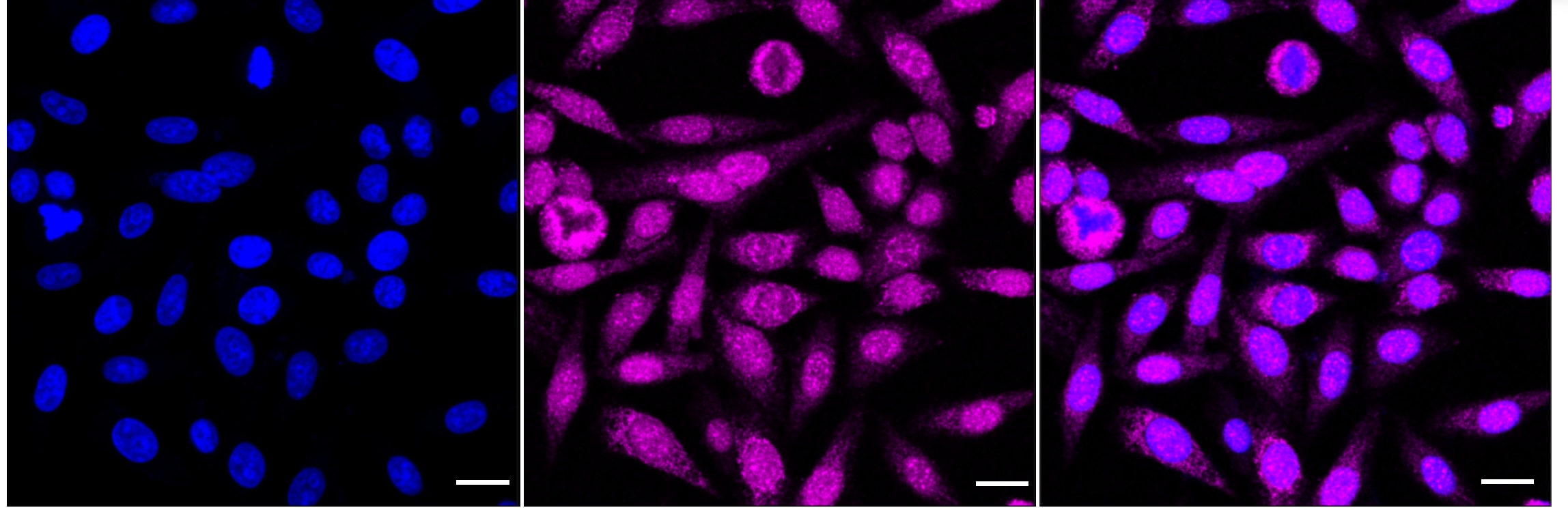 MCM5 Antibody (24GB4965)
