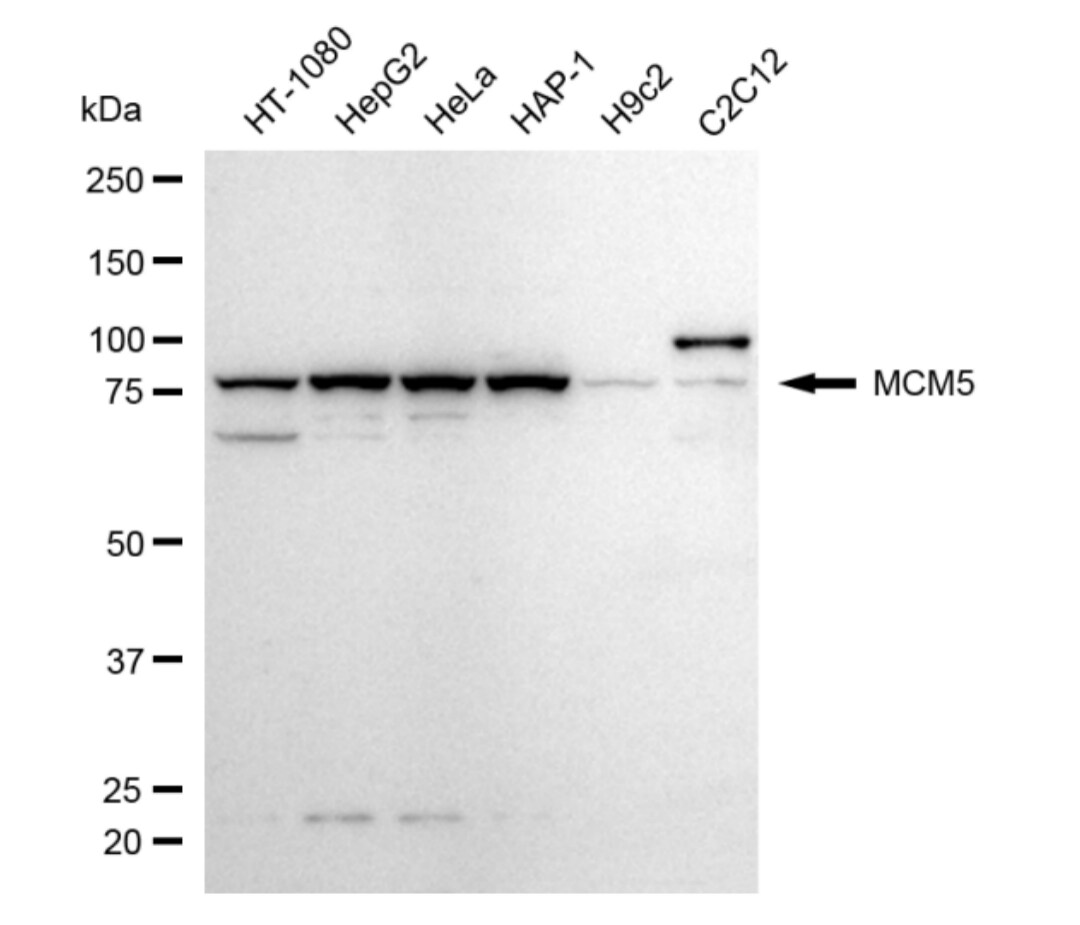 MCM5 Antibody (24GB4965)