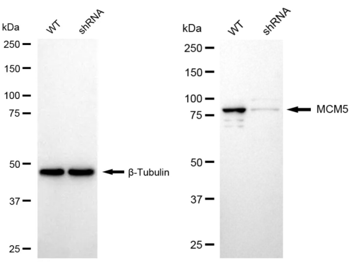 MCM5 Antibody (24GB4965)