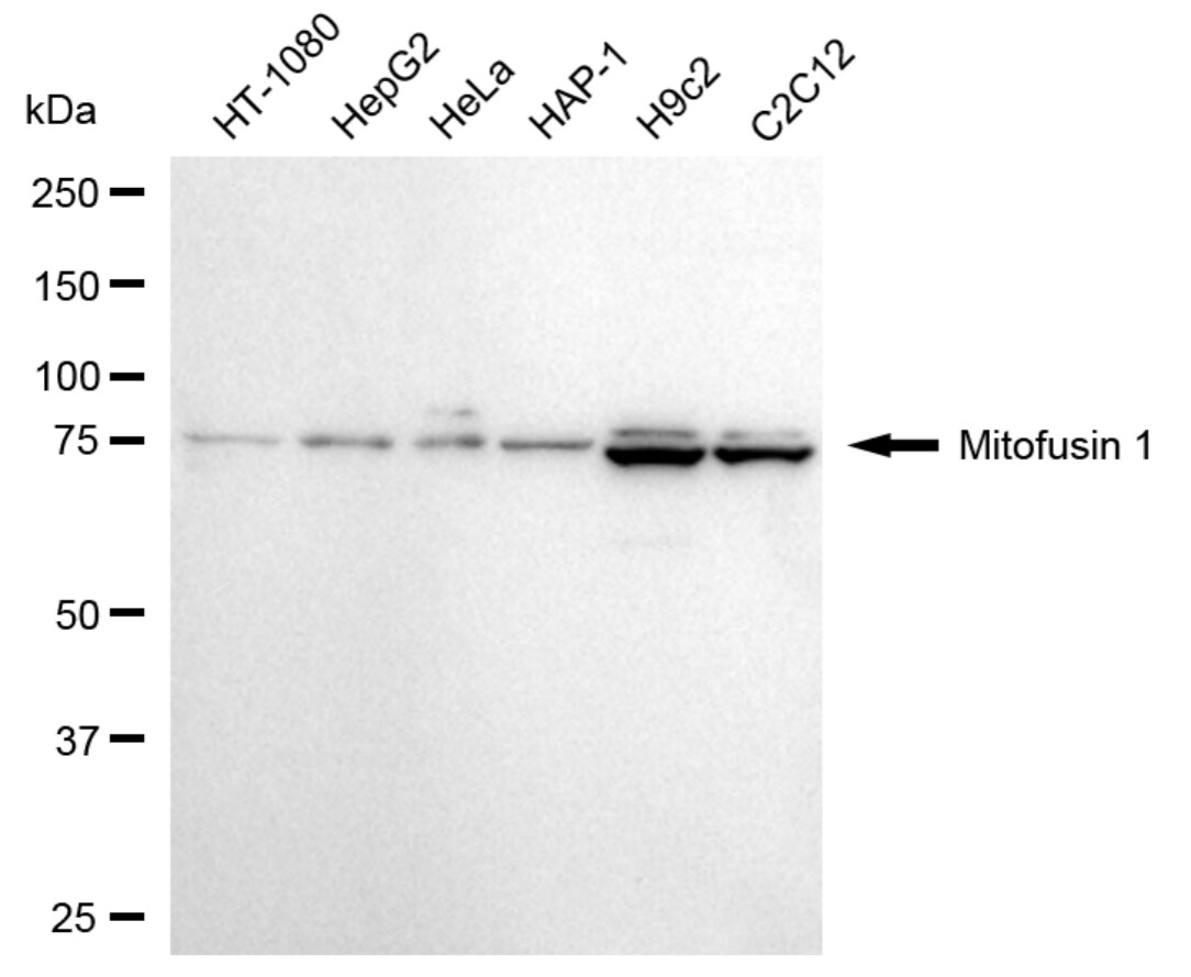 Mitofusin 1 Antibody (24GB4970)