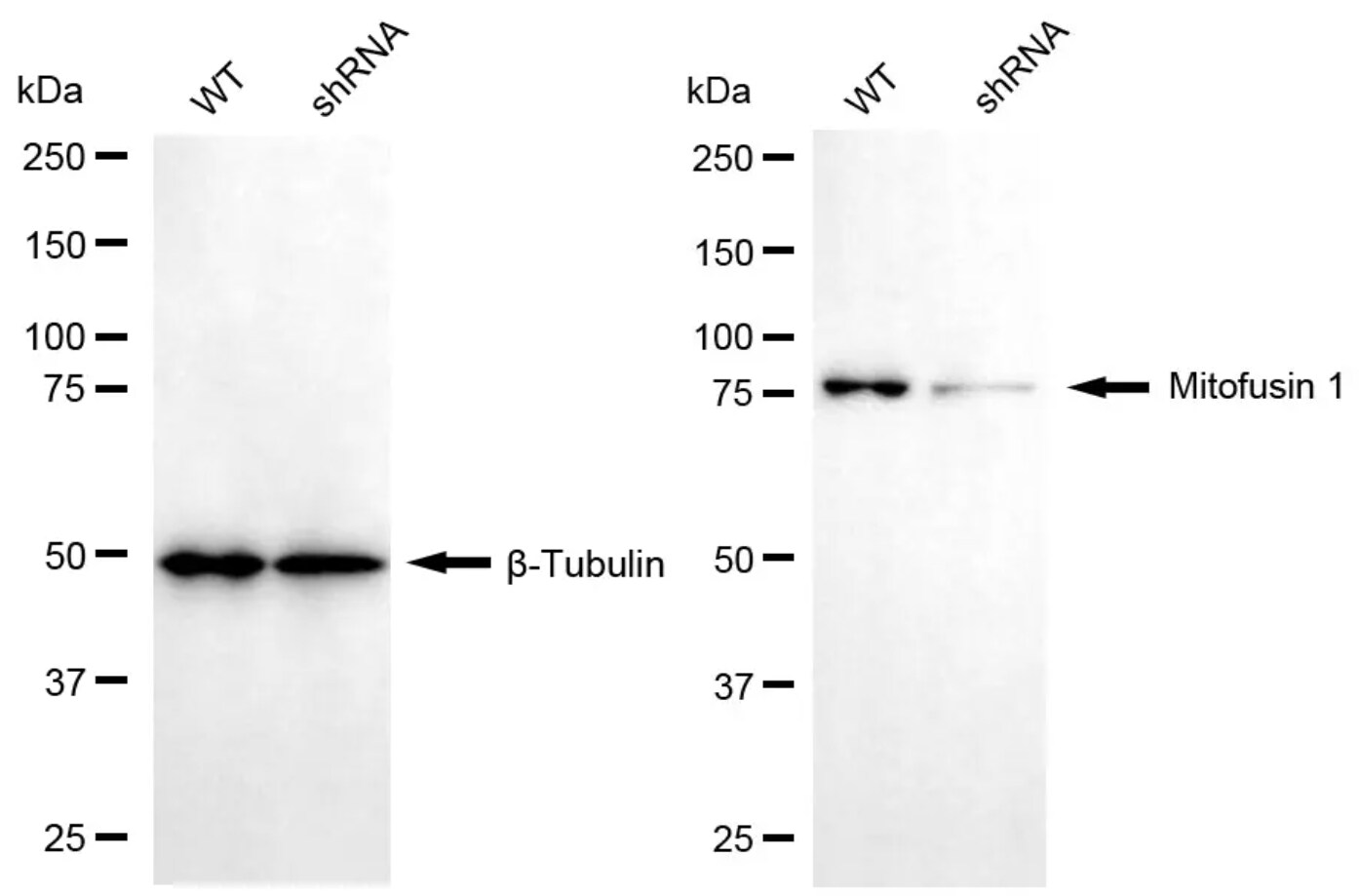 Mitofusin 1 Antibody (24GB4970)
