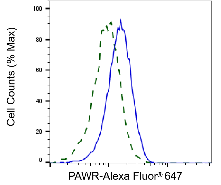 PAWR / PAR4 Antibody (24GB5010)
