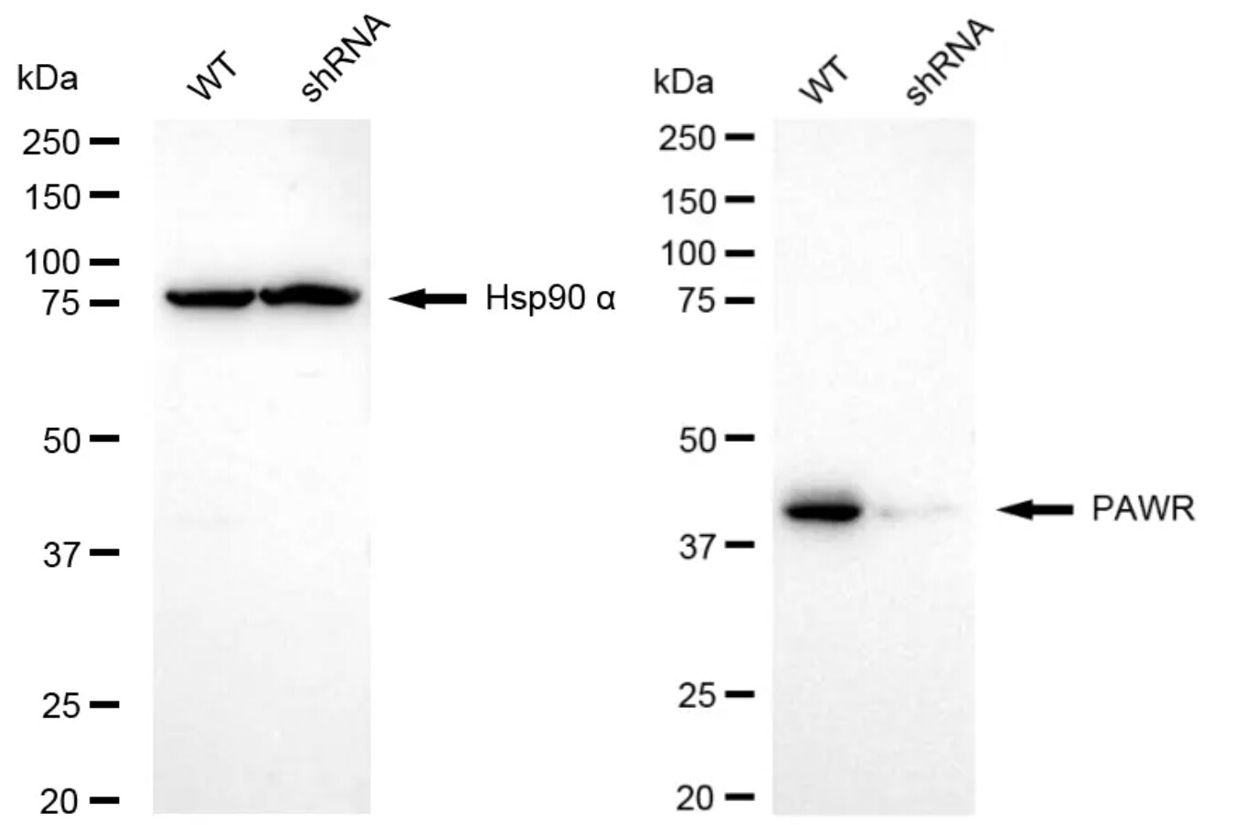 PAWR / PAR4 Antibody (24GB5010)