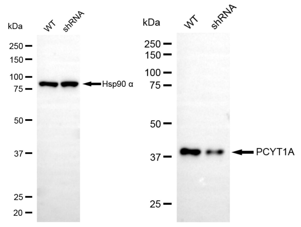 PCYT1A Antibody (24GB5015)