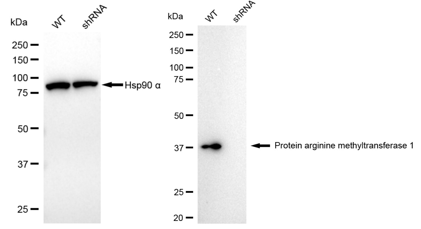 PRMT1 Antibody (24GB5045)