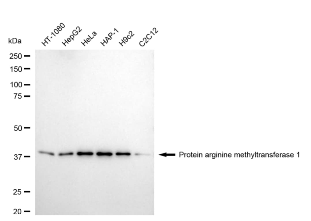 PRMT1 Antibody (24GB5045)