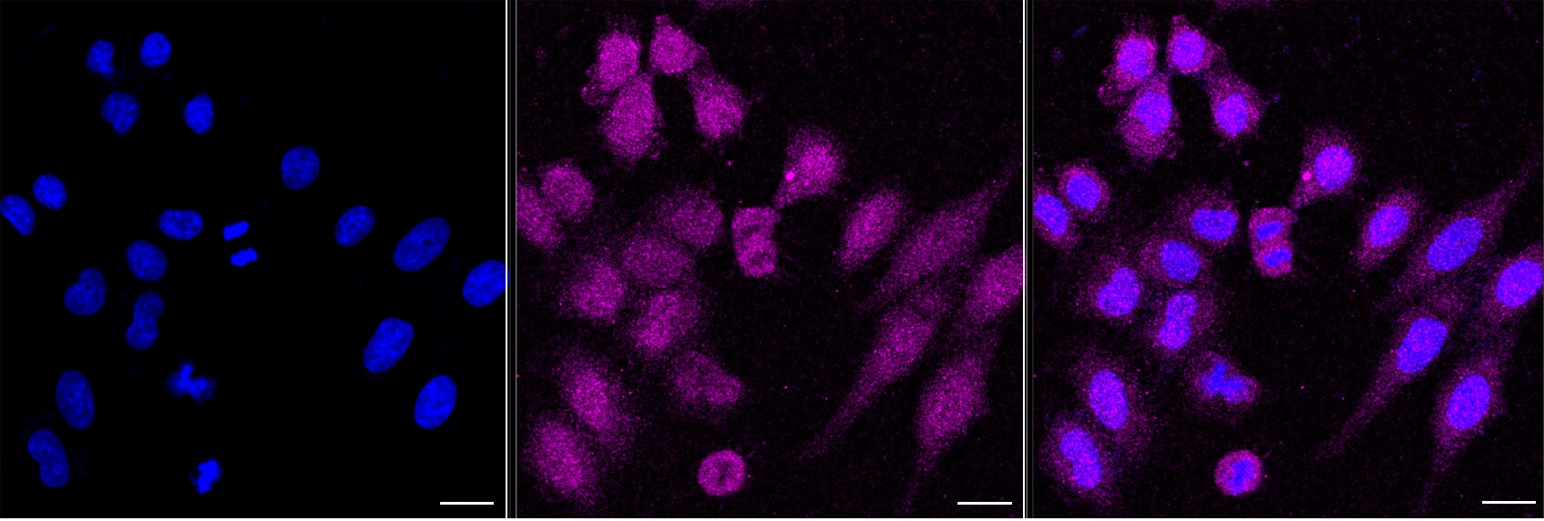 SHP-2/PTPN11 Antibody (24GB5055)