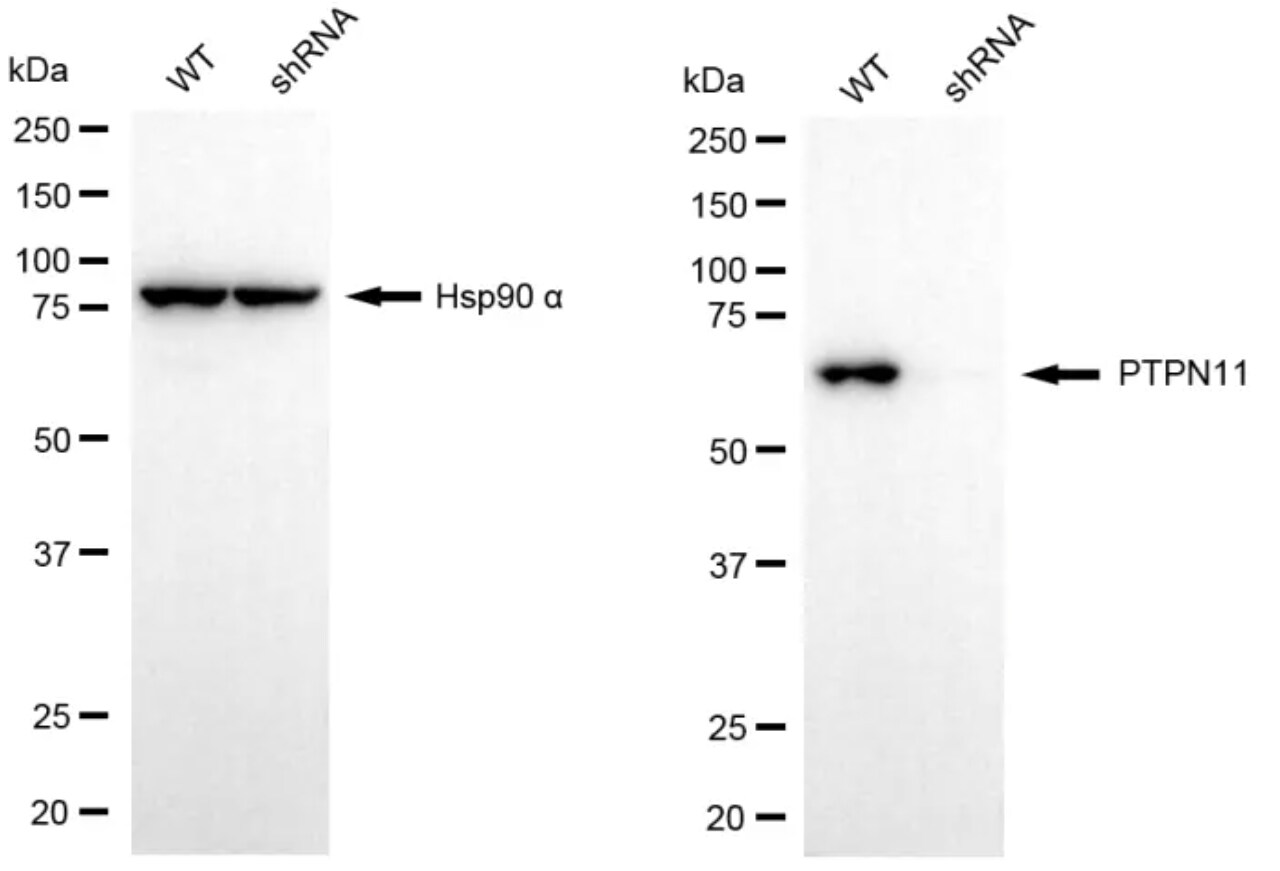 SHP-2/PTPN11 Antibody (24GB5055)