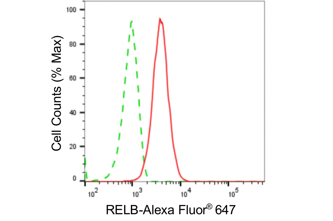 RelB Antibody (24GB5070)