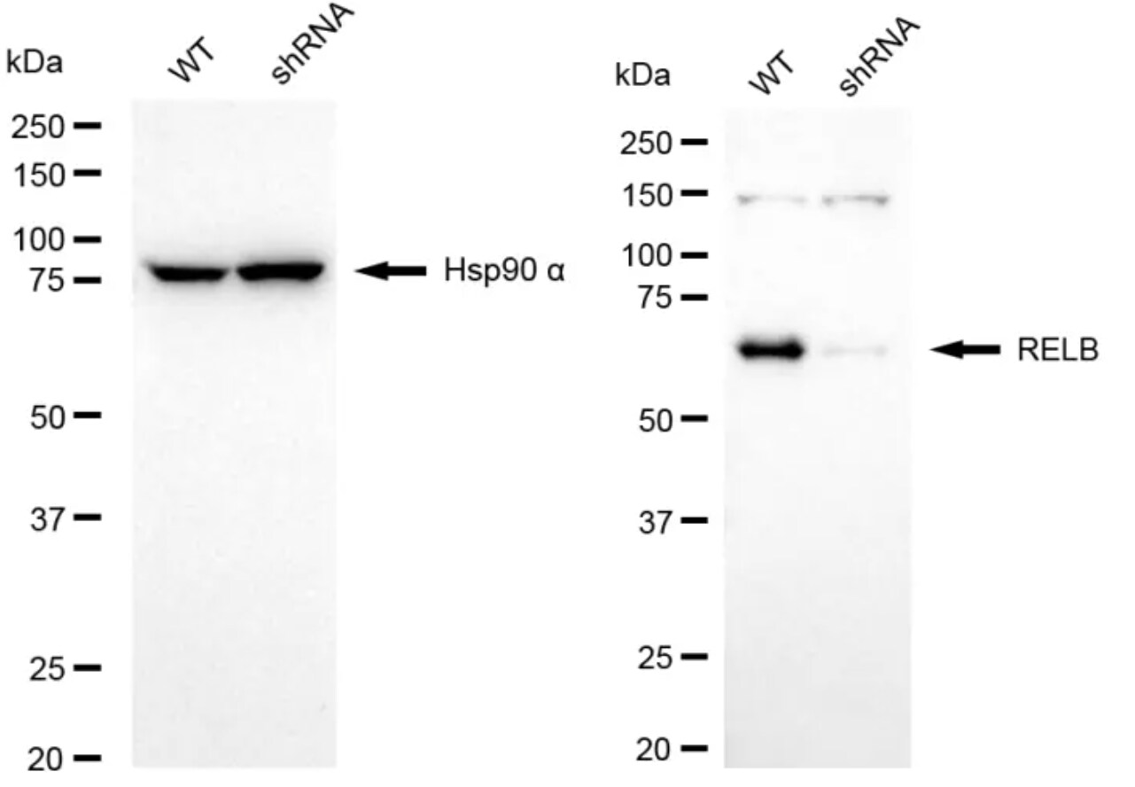RelB Antibody (24GB5070)