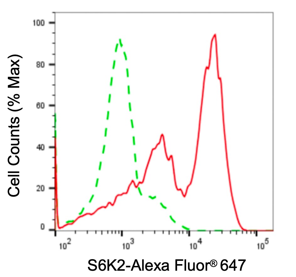 p70 S6 Kinase beta/S6K2 Antibody (24GB5075)