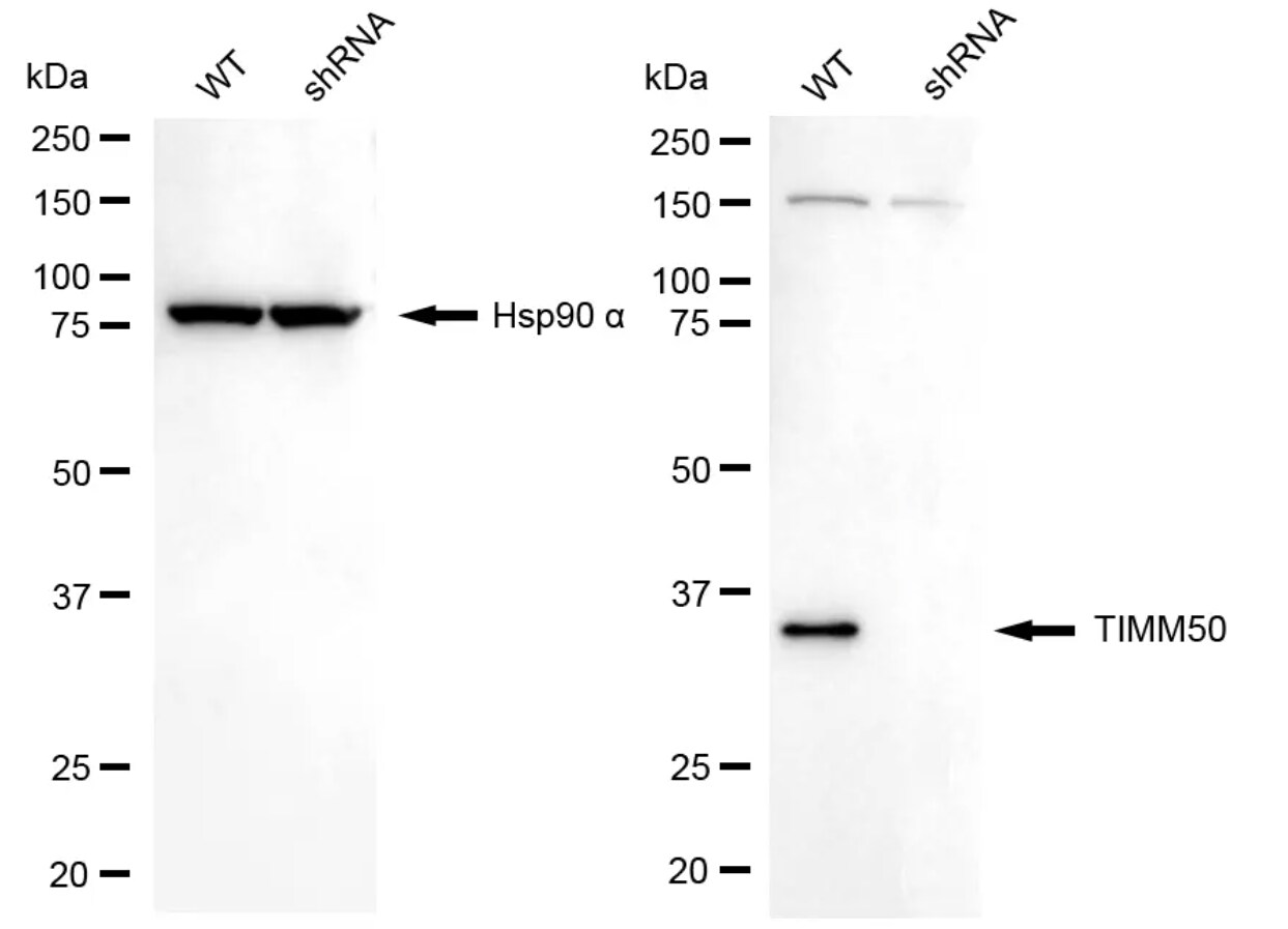 TIMM50 Antibody (24GB5300)