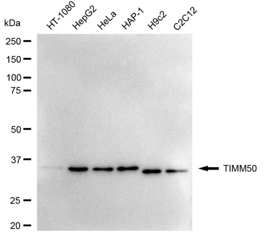 TIMM50 Antibody (24GB5300)